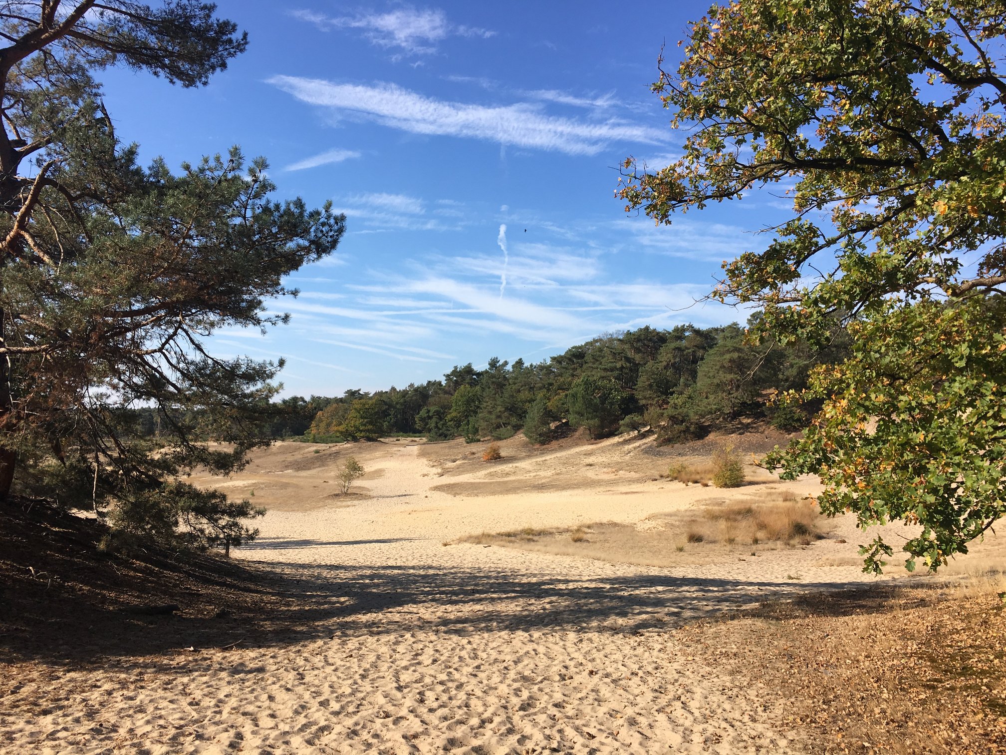 Herbst im Nationalpark De Loonse en Drunense Duinen in Holland